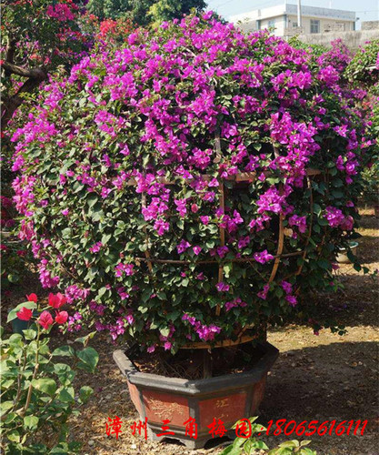 紫色花三角梅球　高度150-170CM