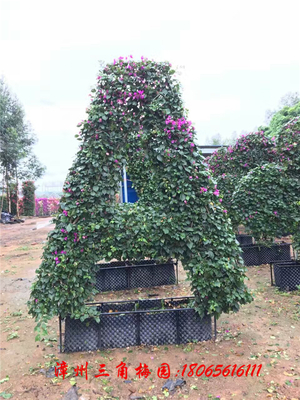 三角梅字母造型