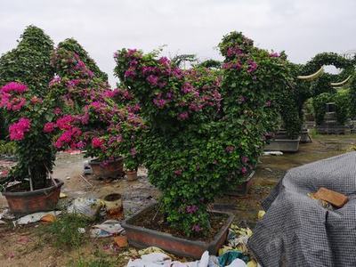 “小鸡”造型三角梅