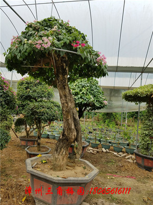 多色花三角梅5 高度240CM-300CM