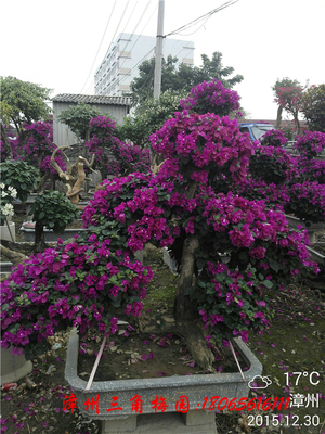 自然型紫色花三角梅盆景　高度100CM-150CM