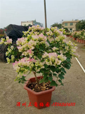 樱花色（白里透红） 高度50-70CM