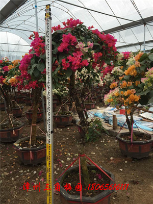 多色花三角梅4 高度190CM-250CM