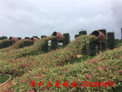 三角梅流水瀑布
