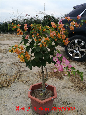 加州黄（蛋黄）　高度50-70CM
