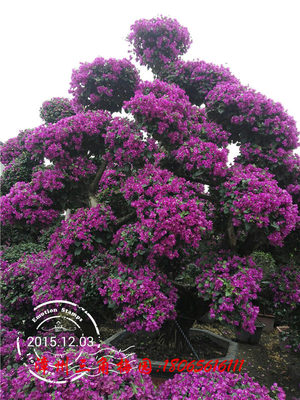 ​紫色花三角梅盆景6  高度300-350CM