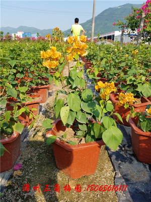 黄色皇后三角梅 柠檬黄（蛋黄）　高度50-70CM　