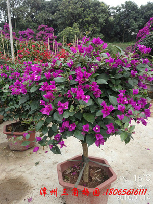 紫色花三角梅球  高度50-80CM 下等
