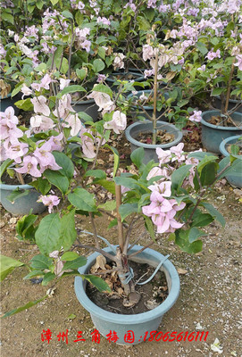 绿叶线茄色　高度50-70CM 