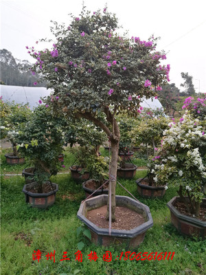 花叶茄色 高度230-270CM