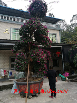 特大型三角梅桩景12