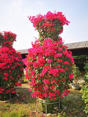 三角梅花瓶造型