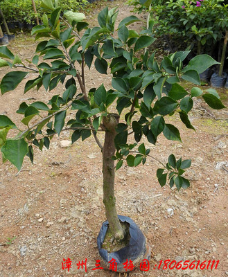 紫花三角梅小袋苗 杆高40cm