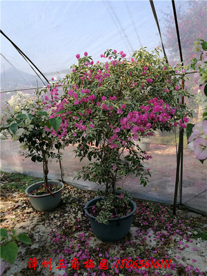 花叶水仙紫  高度180-220CM