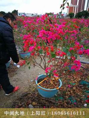 常用工程苗11.红花三角梅，高度1、1.2M，冠幅1、1.2M，饱满型，地径3-5公分