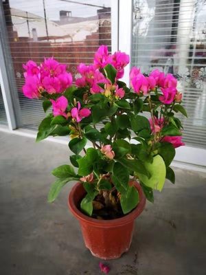 宫粉三角梅小盆苗