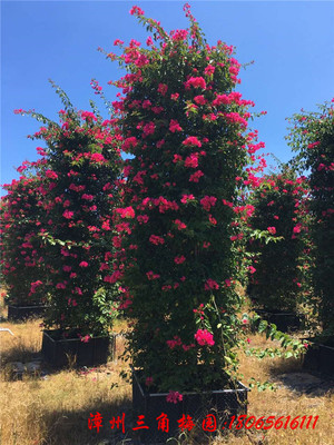 红花三角梅花柱 高度4M