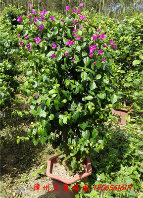紫色花三角梅球　高度90-110CM