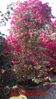 花叶大红三角梅　高度200-250CM
