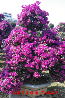 自然型紫色花三角梅盆景　高度120-150CM