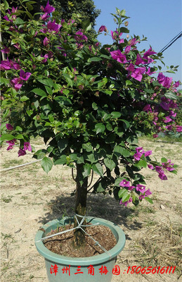 紫色花三角梅球　高度50-80CM