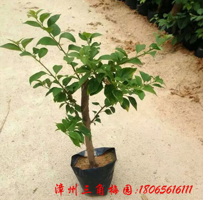 紫花三角梅小袋苗 杆高30cm