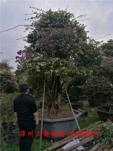 特大型三角梅桩景21