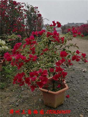 花叶大红　高度50-70CM