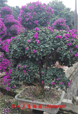 自然型紫色花三角梅盆景　高度120-150CM