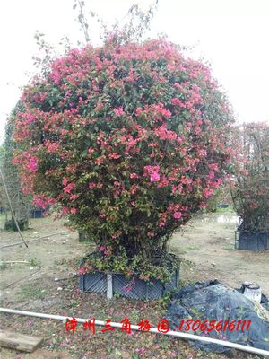 大三角梅球