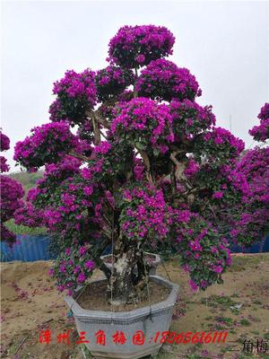 紫色花三角梅盆景7  高度300-400CM
