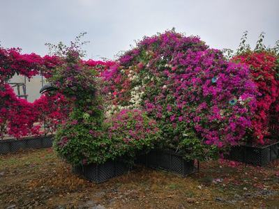 “孔雀”造型三角梅