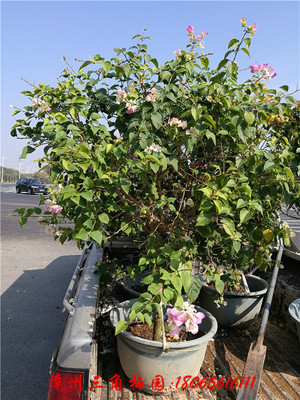 白里透红 高度150-180CM