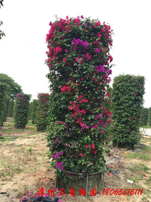 红花三角梅花柱  高度3M