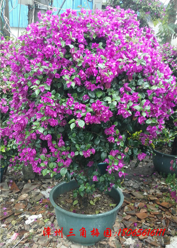 紫色花三角梅球高度100-120CM - 三角梅