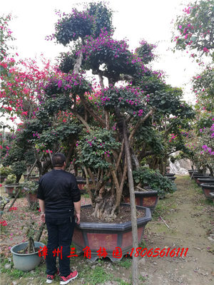 特大型三角梅桩景11