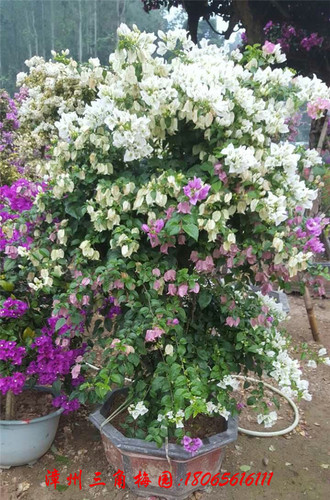 白色花 (2) 高度180-220CM