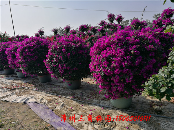 紫色花三角梅球高度130-150CM - 三角梅