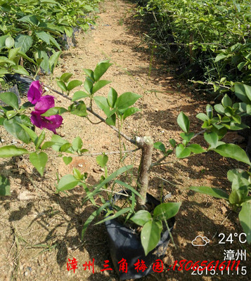 紫花三角梅小袋苗 杆高20cm