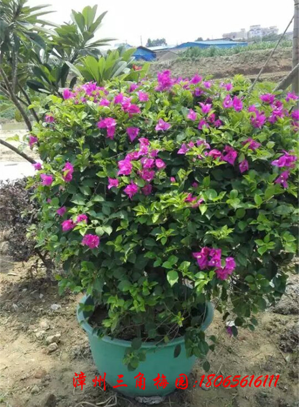 紫色花三角梅球高度100-120CM - 三角梅