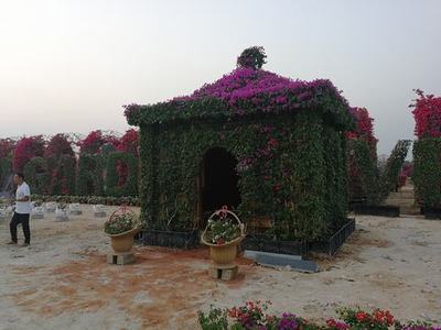 三角梅“花屋”造型