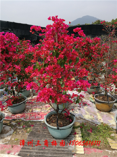 红花三角梅  高度140-160CM