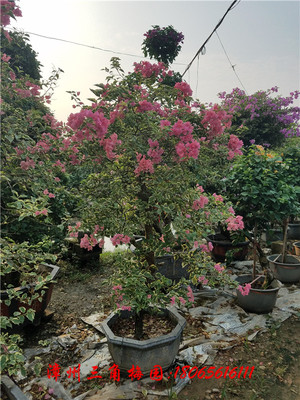花叶唇红 高度230-270CM