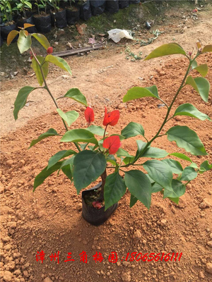 红花三角梅小袋苗 杆高20cm