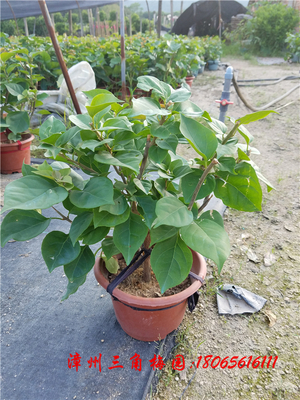 红色花三角梅   高度35-50CM