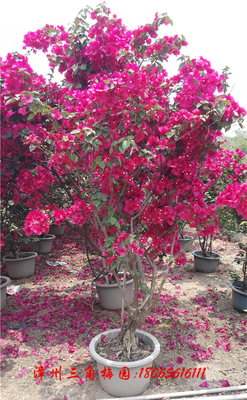 红色花三角梅　高度180-200CM