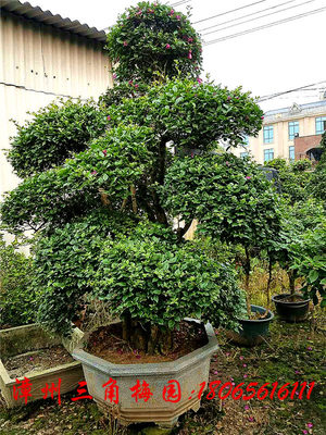中规格盆景3 高度200-250CM