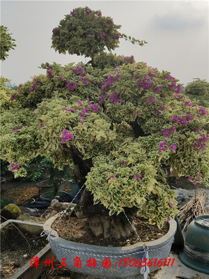 花叶茄色三角梅盆景