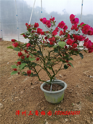 三角梅工程苗4 红花三角梅（大红和水红色）高度60-80CM