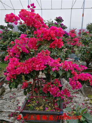 红色花三角梅盆景　高度150-200CM
